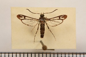  (Synanthedon Pseudohemihyalea nr.astyarcha - ALAN1)  @11 [ ] copyright (2025) André Lantz Unspecified