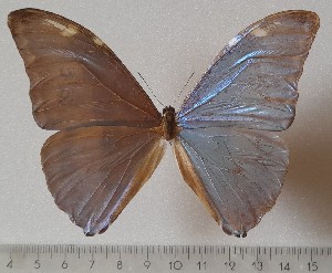  (Morpho eugenia sp.4 - OLAU4)  @11 [ ] copyright (2025) Olivier Laurent Unspecified