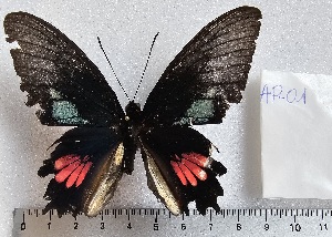  (Parides lysander 1 - APAS1)  @11 [ ] copyright (2025) Alexis Passerieux Unspecified