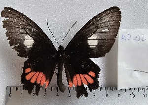  (Parides lysander 2 - APAS2)  @11 [ ] copyright (2025) Alexis Passerieux Unspecified