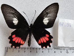  (Parides lysander 3 - APAS3)  @11 [ ] copyright (2025) Alexis Passerieux Unspecified