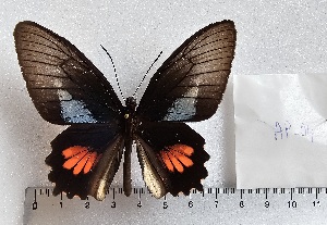  (Parides lysander 4 - APAS4)  @11 [ ] copyright (2025) Alexis Passerieux Unspecified