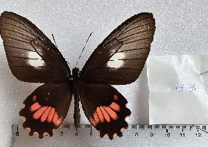  (Parides lysander 5 - APAS5)  @11 [ ] copyright (2025) Alexis Passerieux Unspecified