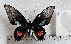  (Parides lysander 6 - APAS6)  @11 [ ] copyright (2025) Alexis Passerieux Unspecified