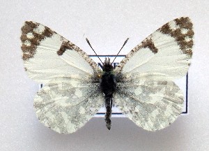  (Iberochloe tagis 1 - LMAN1)  @11 [ ] copyright (2025) Luc Manil Unspecified