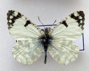  (Iberochloe tagis 2 - LMAN2)  @11 [ ] copyright (2025) Luc Manil Unspecified