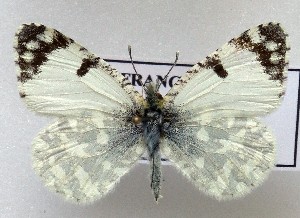  (Iberochloe tagis 3 - LMAN3)  @11 [ ] copyright (2025) Luc Manil Unspecified