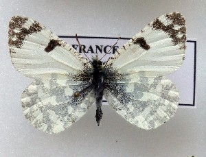  (Iberochloe tagis 4 - LMAN4)  @11 [ ] copyright (2025) Luc Manil Unspecified