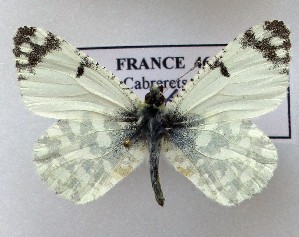  (Iberochloe tagis 5 - LMAN5)  @11 [ ] copyright (2025) Luc Manil Unspecified