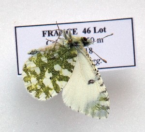  (Iberochloe tagis 6 - LMAN6)  @11 [ ] copyright (2025) Luc Manil Unspecified