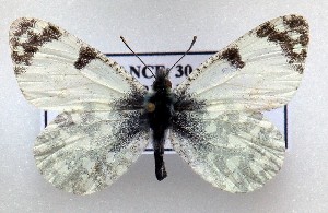  (Iberochloe tagis 7 - LMAN7)  @11 [ ] copyright (2025) Luc Manil Unspecified