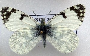  (Iberochloe - LMAN8)  @11 [ ] copyright (2025) Luc Manil Unspecified