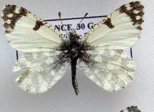  (Iberochloe tagis 9 - LMAN9)  @11 [ ] copyright (2025) Luc Manil Unspecified