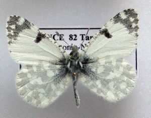  (Iberochloe tagis 10 - LMAN10)  @11 [ ] copyright (2025) Luc Manil Unspecified