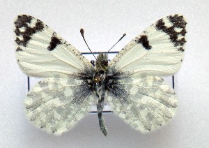  (Iberochloe tagis 11 - LMAN11)  @11 [ ] copyright (2025) Luc Manil Unspecified