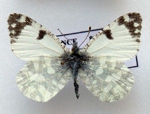  (Iberochloe tagis 12 - LMAN12)  @11 [ ] copyright (2025) Luc Manil Unspecified