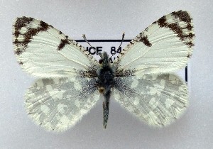  (Iberochloe tagis 13 - LMAN13)  @11 [ ] copyright (2025) Luc Manil Unspecified