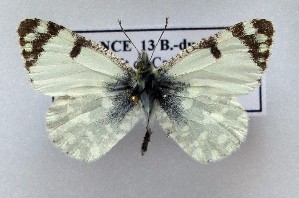  (Iberochloe tagis 14 - LMAN14)  @11 [ ] copyright (2025) Luc Manil Unspecified