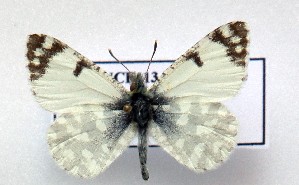  (Iberochloe tagis 15 - LMAN15)  @11 [ ] copyright (2025) Luc Manil Unspecified