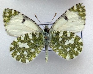  (Iberochloe tagis 16 - LMAN16)  @11 [ ] copyright (2025) Luc Manil Unspecified