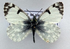  (Iberochloe tagis 17 - LMAN17)  @11 [ ] copyright (2025) Luc Manil Unspecified