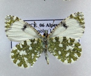  (Iberochloe tagis 18 - LMAN18)  @11 [ ] copyright (2025) Luc Manil Unspecified