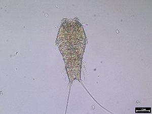  ( - 1666_14-7-63)  @11 [ ] Unspecified (default): All Rights Reserved  Unspecified Unspecified