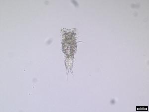  (Zosimeidae - 160_1-8-5)  @11 [ ] Unspecified (default): All Rights Reserved  Frederic Bonk Unspecified