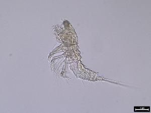  (Zosimeidae - 241_2-8-10)  @11 [ ] Unspecified (default): All Rights Reserved  Frederic Bonk Unspecified