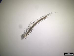  (Isthmiocaris - 241_2-8-12)  @11 [ ] Unspecified (default): All Rights Reserved  Frederic Bonk Unspecified