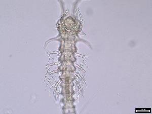  (Laophontodinae - 1122_9-9-55)  @11 [ ] Unspecified (default): All Rights Reserved  Frederic Bonk Unspecified