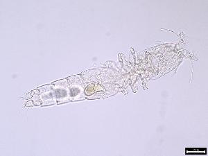  (Paramesochrinae - 1122_9-9-57)  @11 [ ] Unspecified (default): All Rights Reserved  Frederic Bonk Unspecified