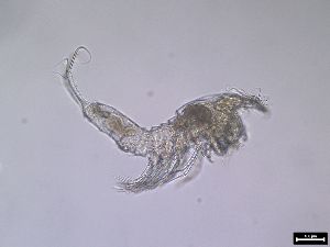  (Pseudotachidiidae - 1601_13-6-88)  @11 [ ] Unspecified (default): All Rights Reserved  Frederic Bonk Unspecified