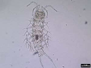  (Dorsiceratus - 1665_14-7-92)  @11 [ ] Unspecified (default): All Rights Reserved  Frederic Bonk Unspecified