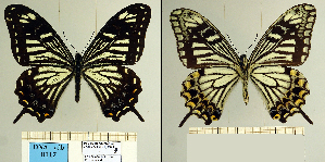  (Papilio benguetana - DNAcdb 0117)  @11 [ ] CreativeCommons - Attribution Share-Alike (2023) Unspecified Research Collection of Dino Della Bruna