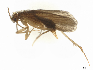  (Agapetus incertulus - CBG-A51944-A02)  @11 [ ] CreativeCommons - Attribution Share Alike (2025) CBG Photography Group Centre for Biodiversity Genomics