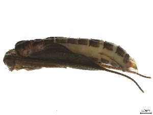  (Silonella - CBG-A51944-A11)  @11 [ ] CreativeCommons - Attribution Share Alike (2025) CBG Photography Group Centre for Biodiversity Genomics