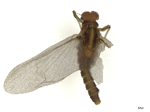  (Choroterpes atlas - CBG-A51944-E02)  @11 [ ] CreativeCommons - Attribution Share Alike (2025) CBG Photography Group Centre for Biodiversity Genomics