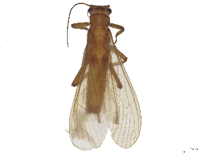  (Eoperla ochracea - CBG-B23869-A02)  @11 [ ] CreativeCommons - Attribution (2025) CBG Photography Group Centre for Biodiversity Genomics