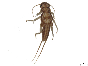  ( - CBG-B23869-A03)  @11 [ ] CreativeCommons - Attribution (2025) CBG Photography Group Centre for Biodiversity Genomics