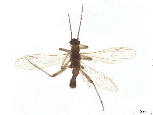  (Protonemura talboti - CBG-B23869-A05)  @11 [ ] CreativeCommons - Attribution (2025) CBG Photography Group Centre for Biodiversity Genomics