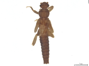  ( - CBG-B23869-A06)  @11 [ ] CreativeCommons - Attribution (2025) CBG Photography Group Centre for Biodiversity Genomics