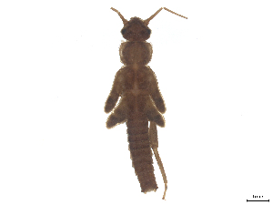  ( - CBG-B23869-A07)  @11 [ ] CreativeCommons - Attribution (2025) CBG Photography Group Centre for Biodiversity Genomics