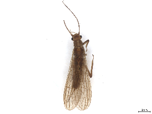  ( - CBG-B23869-B02)  @11 [ ] CreativeCommons - Attribution (2025) CBG Photography Group Centre for Biodiversity Genomics