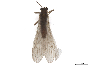  (Protonemura drahamensis - CBG-B23869-B06)  @11 [ ] CreativeCommons - Attribution (2025) CBG Photography Group Centre for Biodiversity Genomics