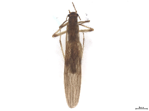  (Leuctra khroumiriensis - CBG-B23869-B11)  @11 [ ] CreativeCommons - Attribution (2025) CBG Photography Group Centre for Biodiversity Genomics