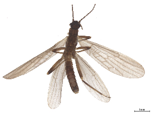  (Leuctra tunisica - CBG-B23869-B12)  @11 [ ] CreativeCommons - Attribution (2025) CBG Photography Group Centre for Biodiversity Genomics