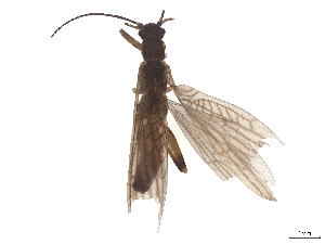  (Tyrrhenoleuctra - CBG-B23869-C02)  @11 [ ] CreativeCommons - Attribution (2025) CBG Photography Group Centre for Biodiversity Genomics