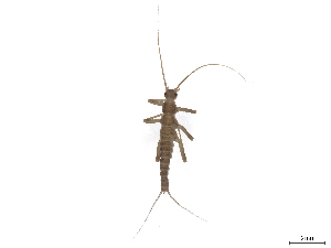  (Capnioneura petitpierrae - CBG-B23869-C03)  @11 [ ] CreativeCommons - Attribution (2025) CBG Photography Group Centre for Biodiversity Genomics