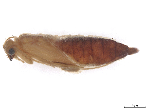  ( - CBG-B23869-C05)  @11 [ ] CreativeCommons - Attribution (2025) CBG Photography Group Centre for Biodiversity Genomics